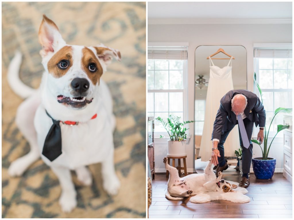 Dog in the wedding party