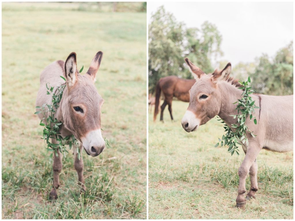 Wedding donkey wears a wreath